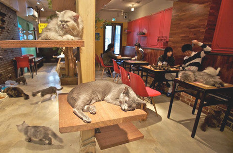 A cat with your espresso? It’s possible in Cat cafe!